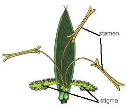 <ul><li><p>Stamen are external to the flower to catch the wind</p></li><li><p>Pollen is typically smaller to aid wind travel</p></li></ul><p></p>