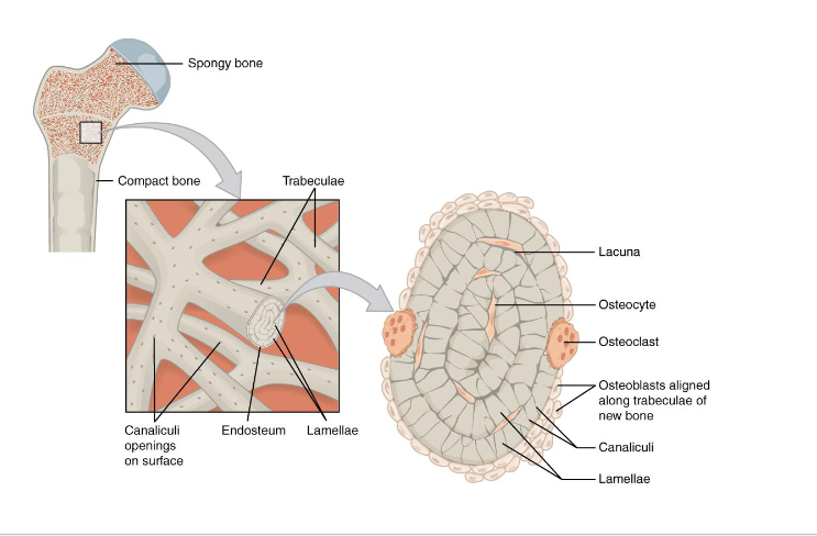 <p>Trabeculae and red marrow spaces</p><p>Orientation along stress line</p><p>Spongy: Distritube forces equally reduces weight, support marrow</p>