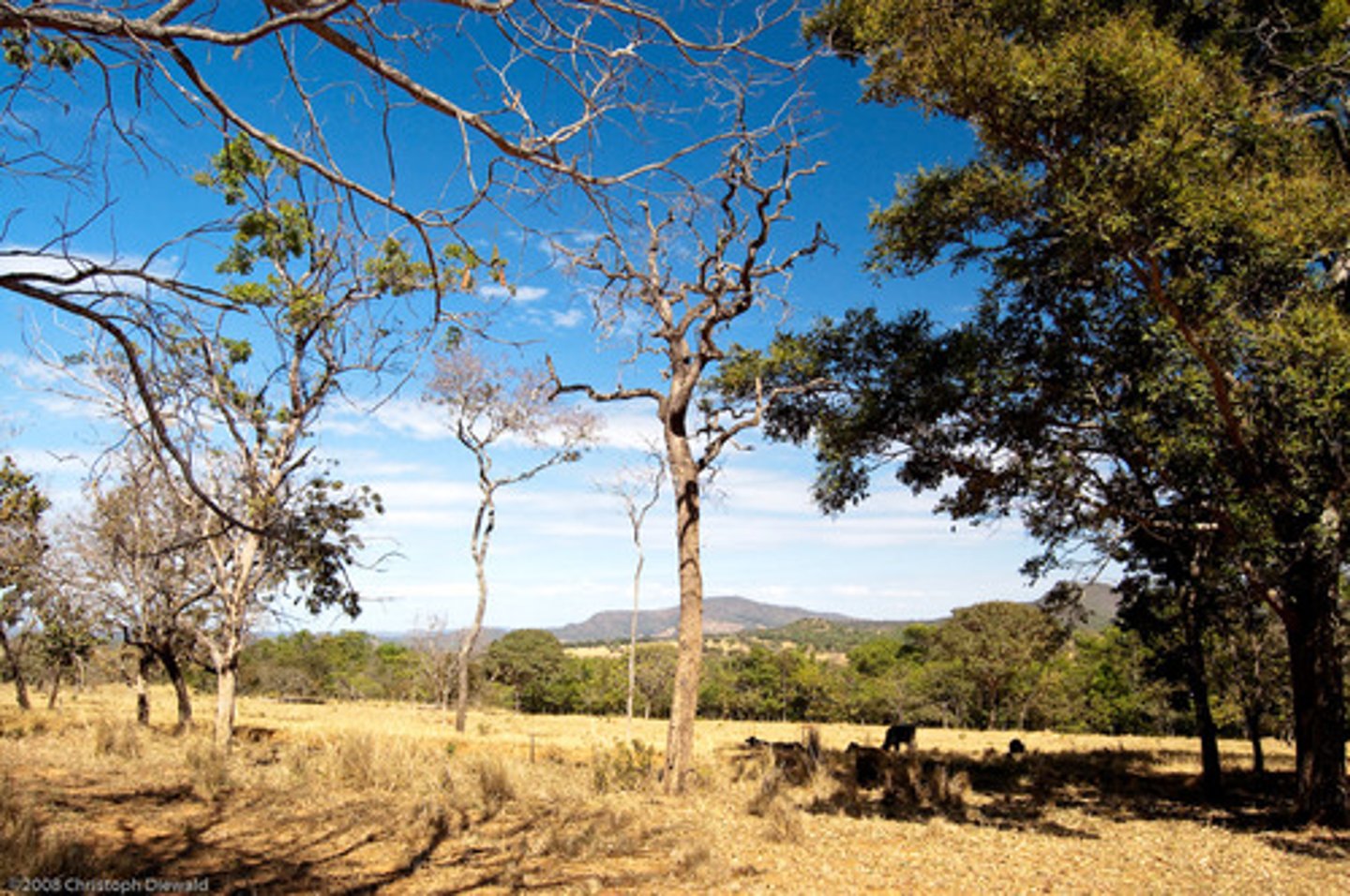 <p>dry, dry season</p>