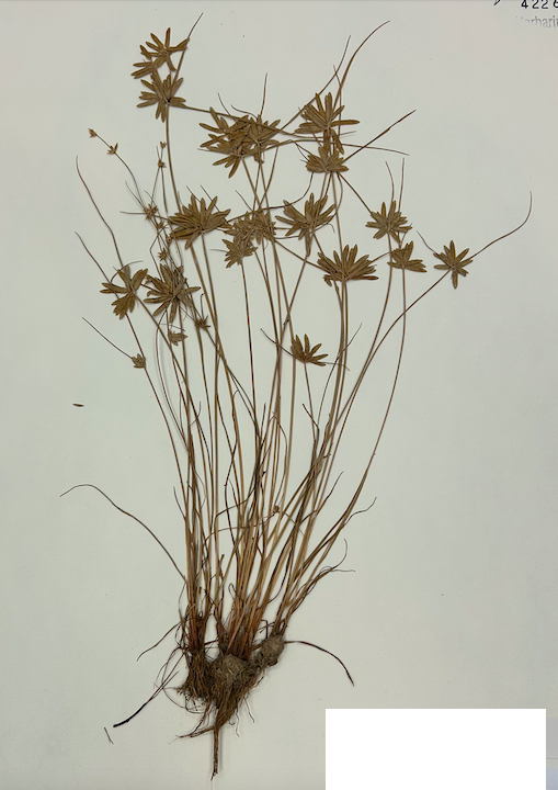 <p><span style="background-color: transparent;"><span>Order? Family?</span></span></p>