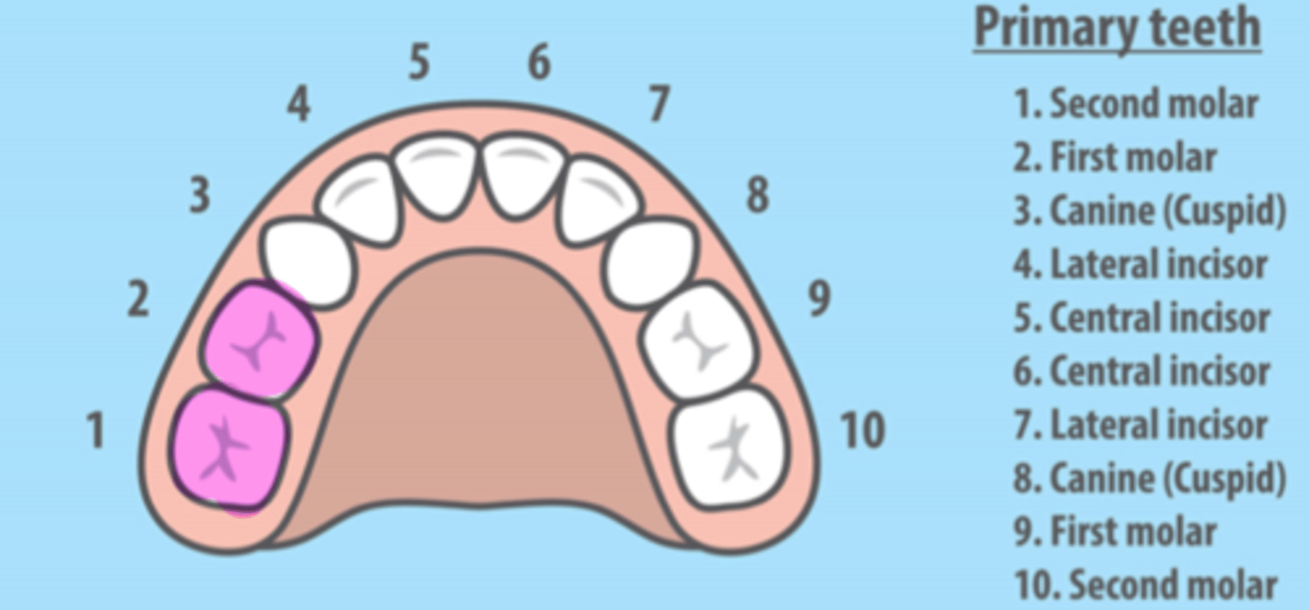 <p>Maxillary Right Primary Molars</p>