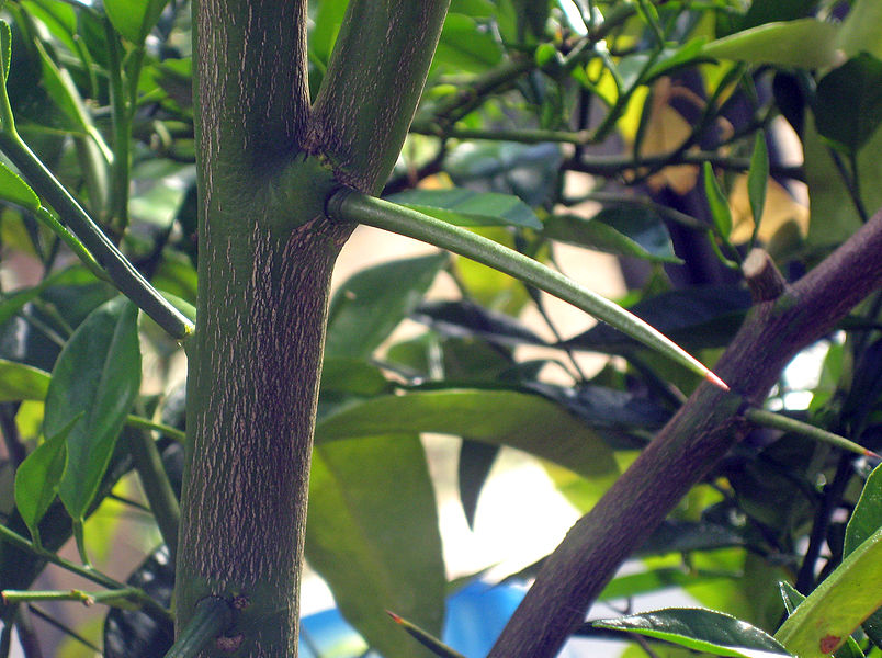 <p>Is this a thorn, prickle, or spine?</p>