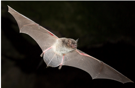 <p>wing membrane attached to ankle; gray coat; SE KS; caverincolous (winter/summer caves)</p>