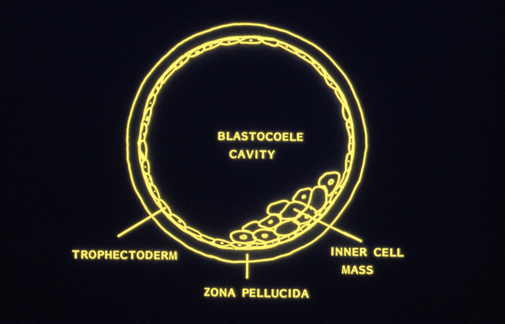<p>multipotent cell types</p>