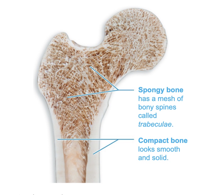 <ul><li><p>compact bone</p></li><li><p>spongy bone</p></li></ul><p></p>