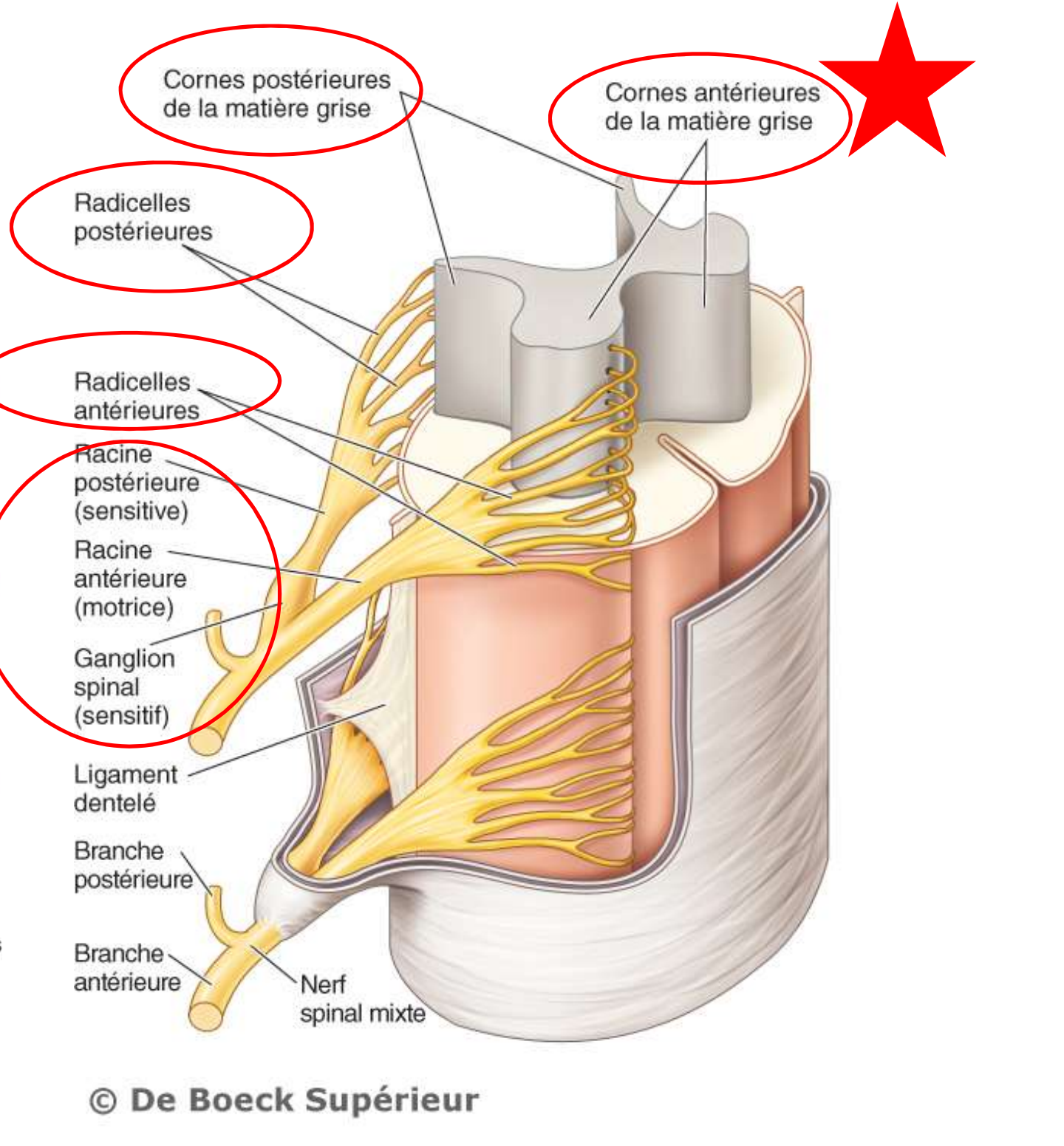 <p>Ramifications du nerfs en segments de racines </p>