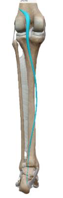 <p>Plantaire (Inconstant)</p>