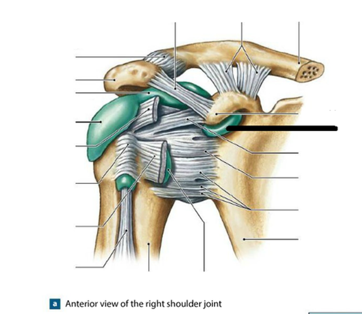 <p>between the joint capsule and the coracoid process of the scapula</p>