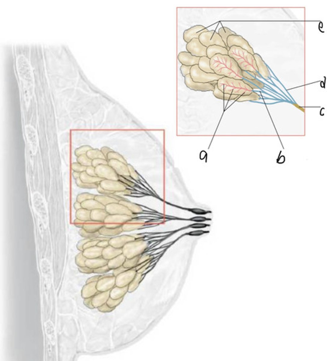 <p>Where in the breast does cancer start forming?</p>