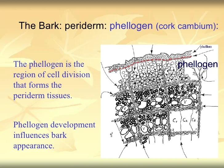 <ol><li><p><u><strong>Pericycle</strong></u>: Endogenous or inside the endodermis; contains “additional bud” in YOUNG ROOTS</p></li><li><p><u><strong>Phellogen</strong></u>: Exogenously; “reparative bud” or cork cambium in OLD ROOTS; replaces the epidermis. wounding required.</p></li></ol>