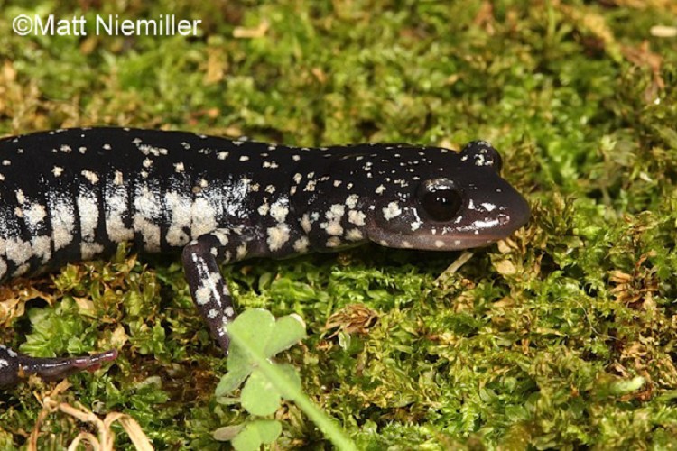 <p> A medium salamander (3.75 to 6.75 inches in length) has a black dorsum with small white spots that increase in size on the sides. The belly is uniformly slate gray transitioning into a lighter chin.</p>