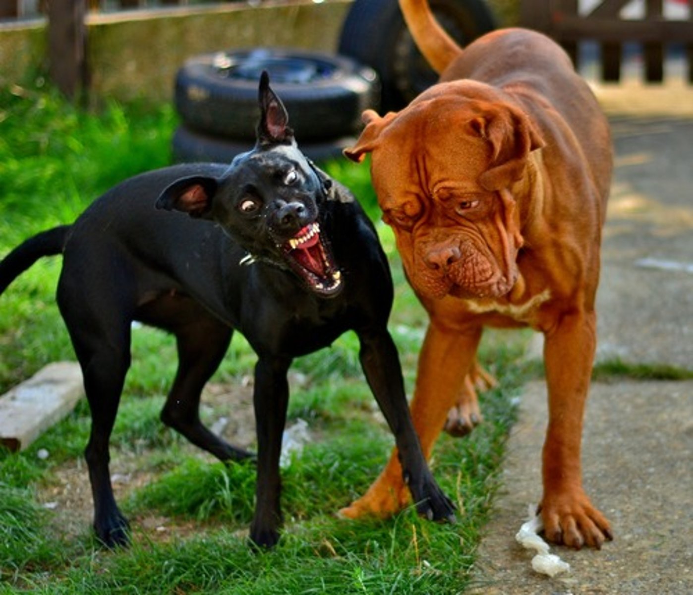 <p>(adj.) furious, violently intense, unreasonably extreme; mad; infected with rabies</p>