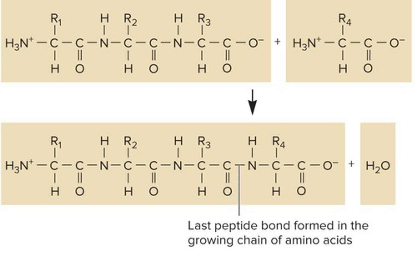 <p>A peptide bond between the carboxyl group of the last amino acid and the amino group of the new amino acid.</p>