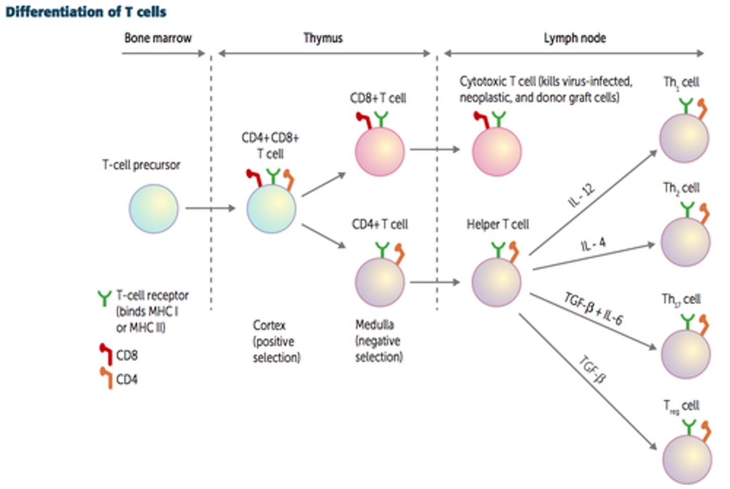 <p>protein found on the surface of HELPER t-cells that helps binding</p>