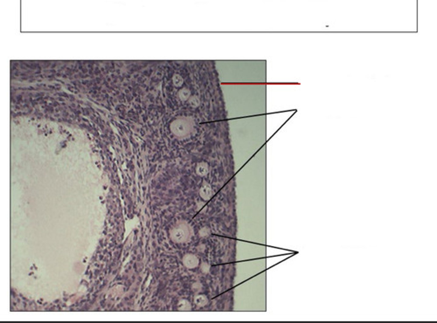 <p>identify this structure and organ</p>