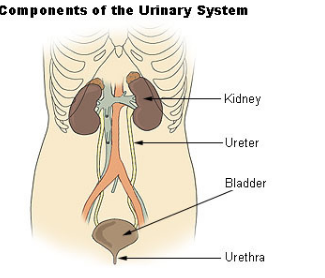 <p>Urinary System</p>