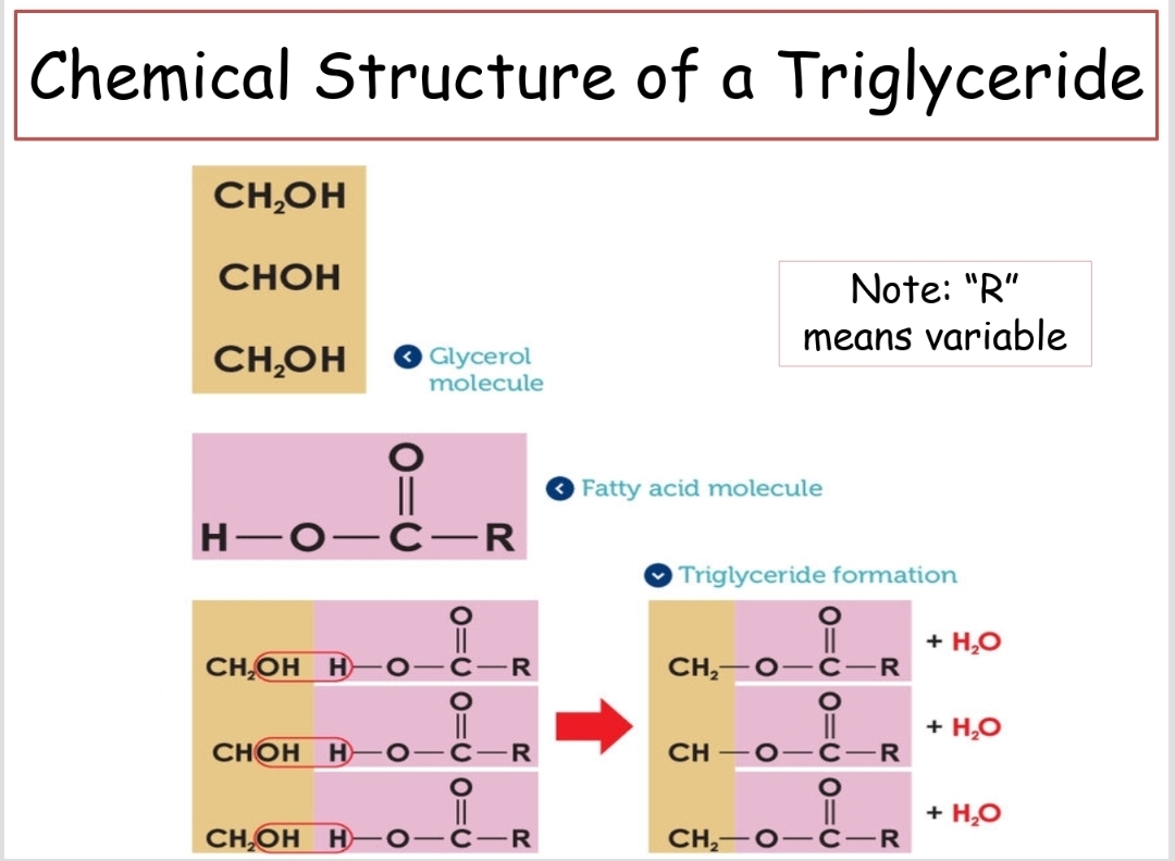 <p>A type of fat formed from one glycerol molecule joined with three fatty acids.</p>