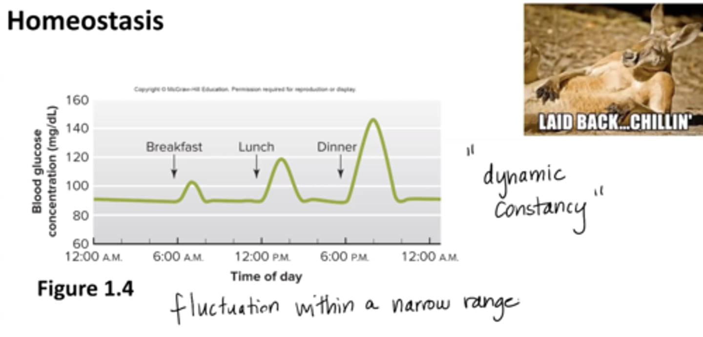<p>dynamic constancy of the internal environment </p><p>fluctuation within a narrow range </p><p>maintained through negative feedback </p>