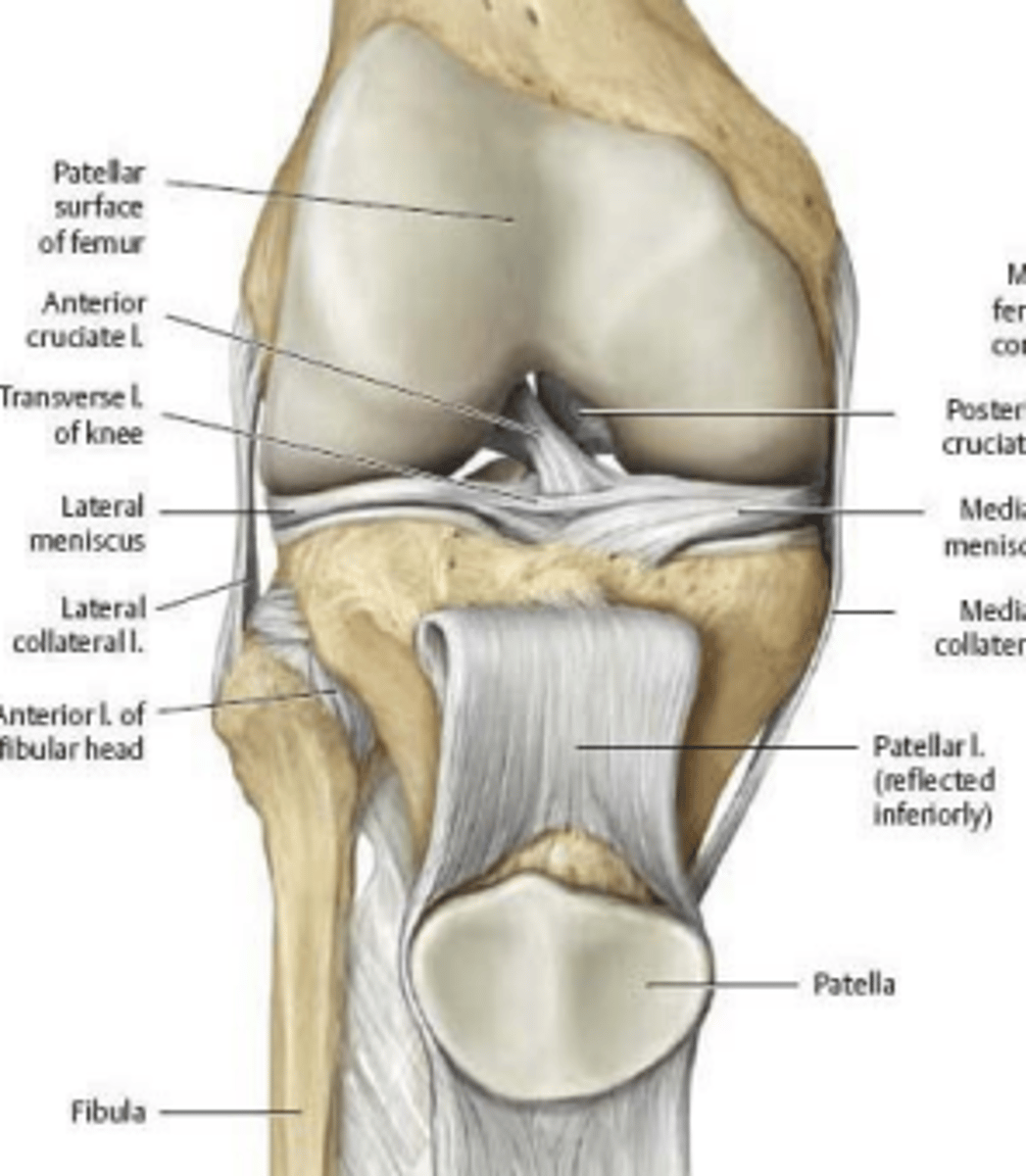 <p>tai į sąnarį įeinančių kaulų laukai. Vienas iš sąnarinių paviršių dažniausiai būna išgaubtas ir vadinamas sąnarine galva, kitas - įgaubtas ir vadinamas sąnarine duobe.<br>Sąnarinius paviršius dengia sąnarine kremzlė.<br>Pagal sąnarinių paviršių skaičių skiriami: paprastieji sąnariai (2 sąnariniai paviršiai) sudėtingieji sąnariai (3 ir daugiau sąnarinių paviršių)</p>