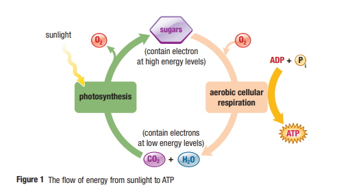 The cycling of energy