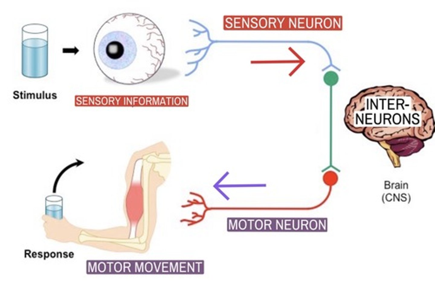 <p>neurons within the brain and spinal cord that communicate internally and intervene between the sensory inputs and motor outputs</p><p>The "in between" neurons</p>