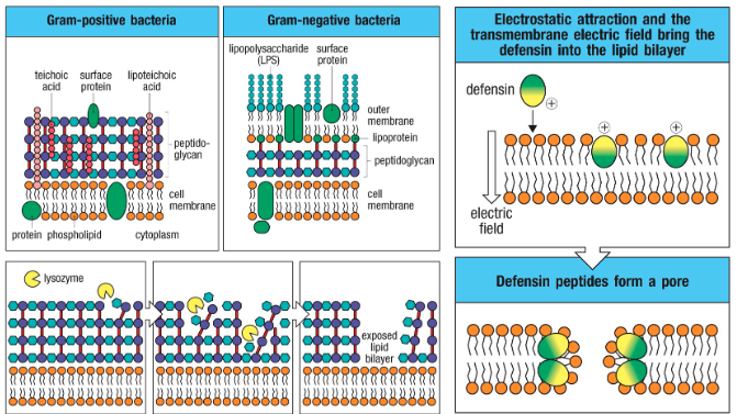 <p>• Antimicrobial enzymes (eg lysozyme → digest peptidoglycan <cell wall of bacteria>)</p><p>• Antimicrobial peptides (eg defensins → disrupt cell membrane)</p><p>• Complement</p>