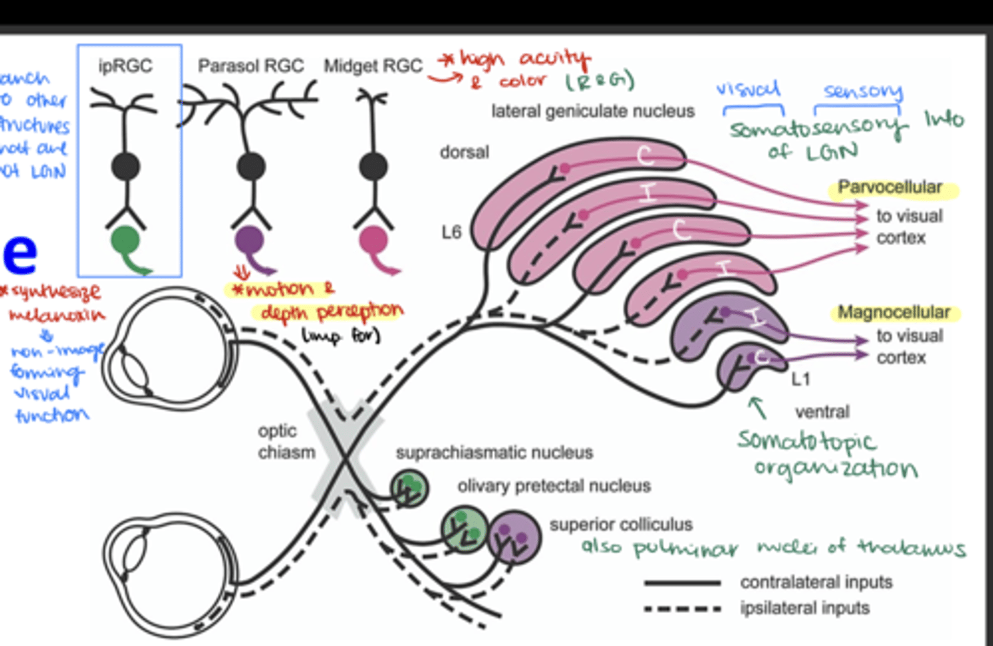 <p>Visual cortex</p>