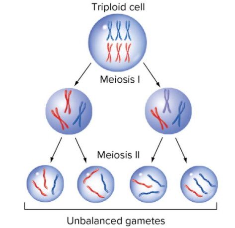 <ul><li><p>tend to be sterile</p></li><li><p>issue pairing chromosomes in meiosis </p></li><li><p>may form <strong>unbalanced</strong> <strong>gametes</strong></p><ul><li><p>chance of complete set of balanced chromosomes is very low but possible</p></li></ul></li><li><p>commercial bananas and watermelons are sterile; propogated asexually</p></li></ul><p></p>