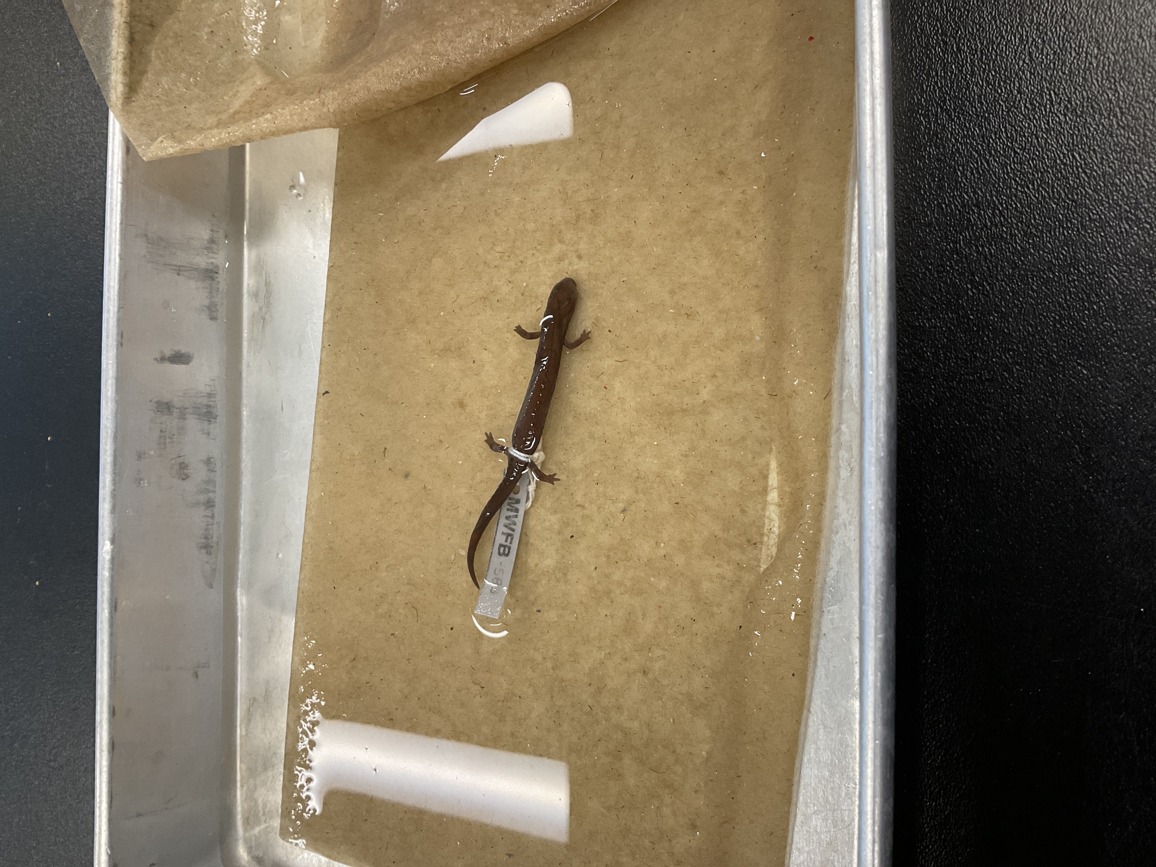 <p>Family and species </p>