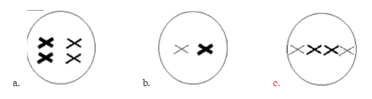 \
**Which of these cells is shown during metaphase I of meiosis?**