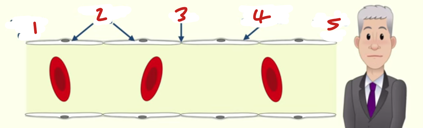 <p>Label the capillary (1→5, place number before component)</p>