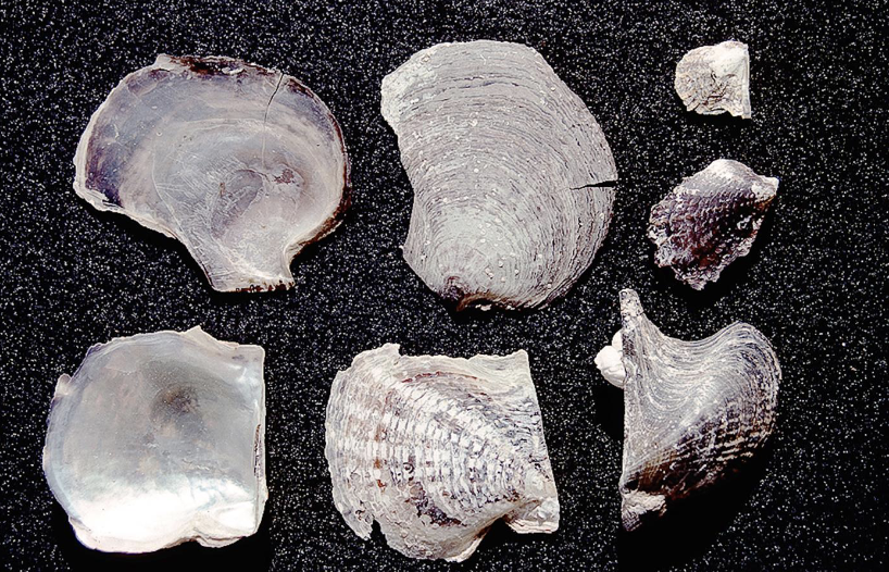 <p>What phylum, class, subclass, infraclass and order are these? What is their feeding and habitat?</p>