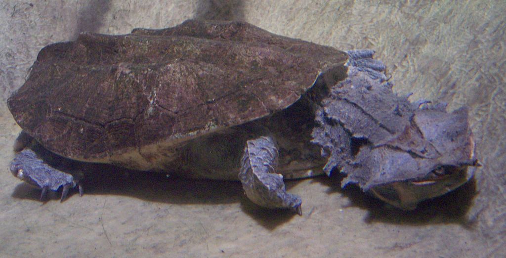 <p>“Frilly” looking, most speciose</p><p>Example: Mata mata (<em>Chelus fimbriata</em>) </p>