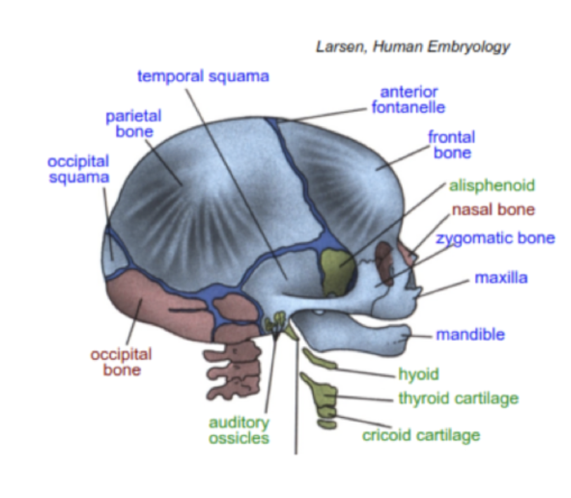<ul><li><p>happens within a membrane</p></li><li><p>dense</p></li><li><p>compact</p></li><li><p>older </p></li><li><p>first form of ossification evident in the skeleton</p><p></p></li></ul><p></p>