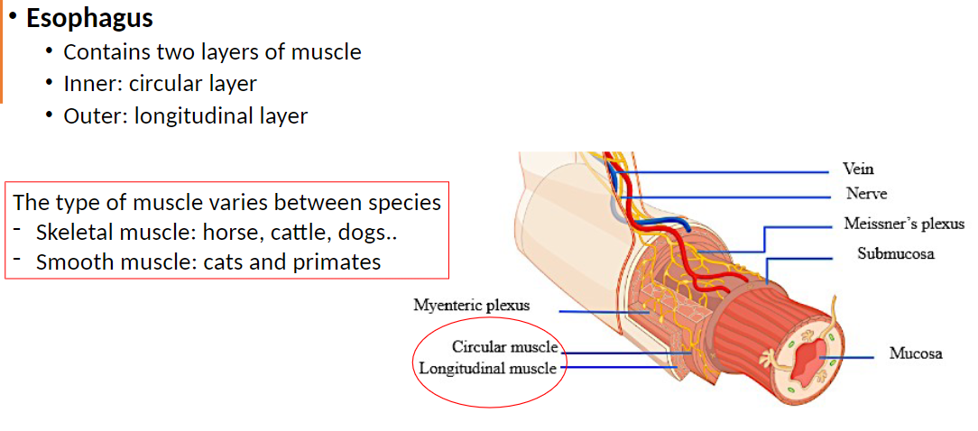 <p><strong>Muscle Layers</strong>: Two layers of muscle<br> Inner: Circular layer, wraps around esophagus to constrict and push food<br> Outer: Longitudinal layer, runs along esophagus to shorten and move food</p><p><strong>Muscle Type by Species</strong>:<br> Skeletal muscle: Horse, cattle, dogs – allows voluntary control of swallowing<br> Smooth muscle: Cats, primates – involuntary, controlled automatically</p>