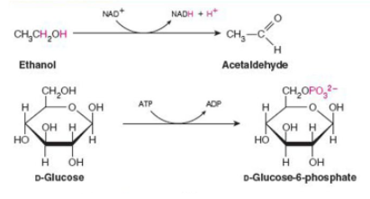 <p>what class of enzyme is catalyzing each reaction shown?</p>