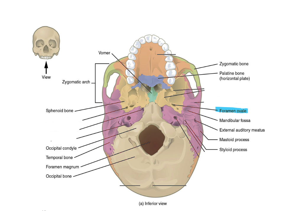 <p>foramen ovale</p>