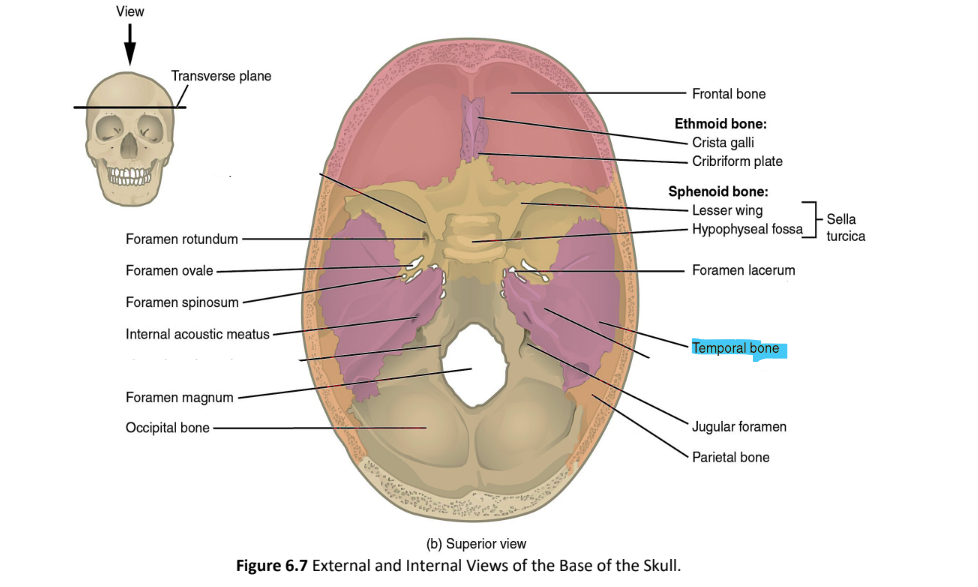 <p>temporal bone</p>
