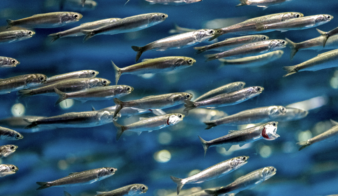 <p>anchovies, anchovetas</p><p></p><p>Key traits:</p><ul><li><p>146 spp, 2 in Hawaii&nbsp;</p></li><li><p>elongated jaws, subterminal mouth&nbsp;</p></li></ul><p></p>