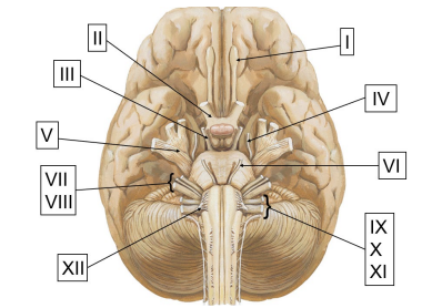<p>CNs are numbered</p>