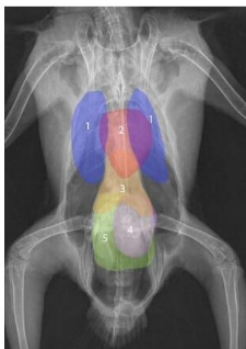 <ul><li><p>bird </p></li><li><p>blue = lungs</p></li><li><p>red = heart</p></li><li><p>rest = Gi tract - due to no diaphragm</p></li></ul><p></p>