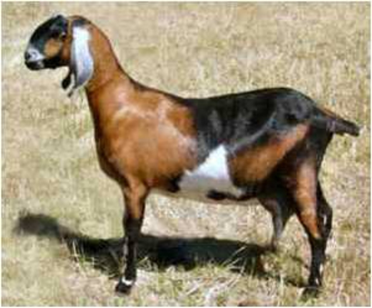 <p>short glossy hair, brown reddish, long wide and droopy ears, multipurpose , hornless</p>