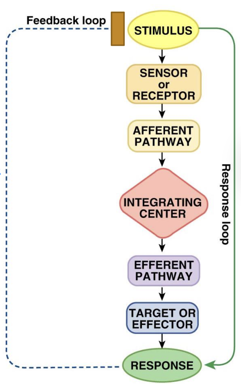 <p>nerves that carry signal from sensor to IC (input)</p>
