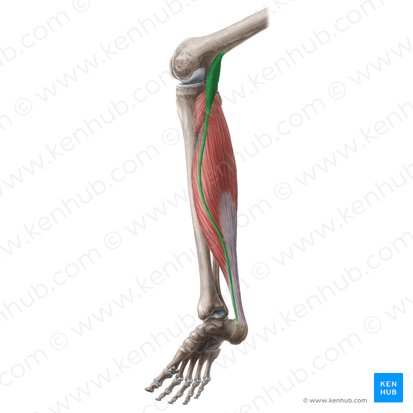 <p>I Plantar delgado</p>