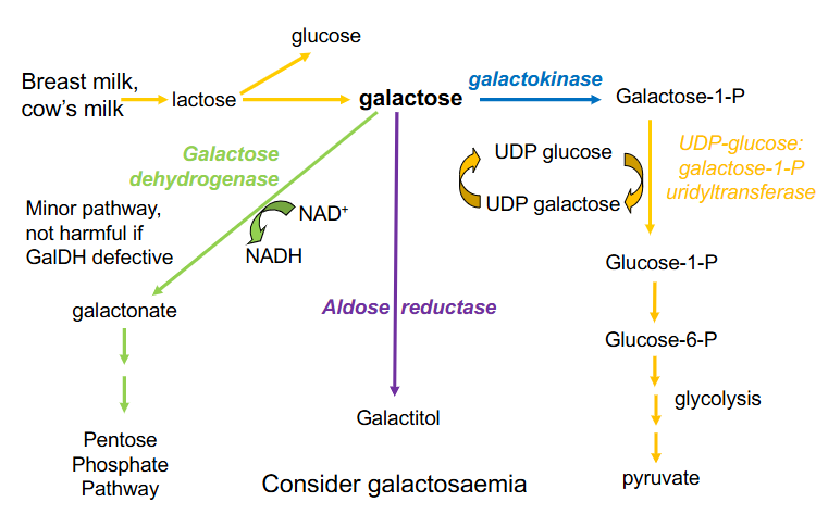 <p>1. Galactose Dehydrogenase:</p><p>- minor pathway, not harmful if GalDH defective</p><p>- oxidises galactose to galactonate (requires NAD+ to be reduced to NADH and galactonate can enter PPP</p><p>.</p><p>2. Aldose reductase</p><p>- forms galactitol</p><p>- when it accumulates it causes cataracts</p><p>.</p><p>3. Galactokinase:</p><p>- forms galactose-1-Phosphate</p><p>- that can enter glycolytic pathway if we can process it through to glucose-1-phosphate and then glucose-6-phosphate</p><p>- UDP-glucose: galactose-1-P uridyltransferase</p><p>- this enzyme transfers from a UDP glucose onto galactose-1-P, the UDP, the uridyl thats attached to UDP glucose</p><p>- we hence produce glucose-1-phosphate and we add galactose to the UDP forming UDP galactose</p><p>- this needs to be recycled so we can continue the reaction</p>