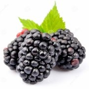 very distinguishable due to their bluish-black color and the small pod-type balls that make up the fruit.