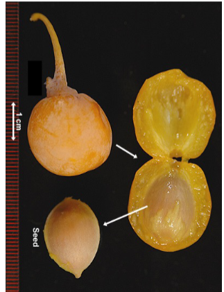 <p>popular in horticulture and fleshy part of seed smells bad</p>