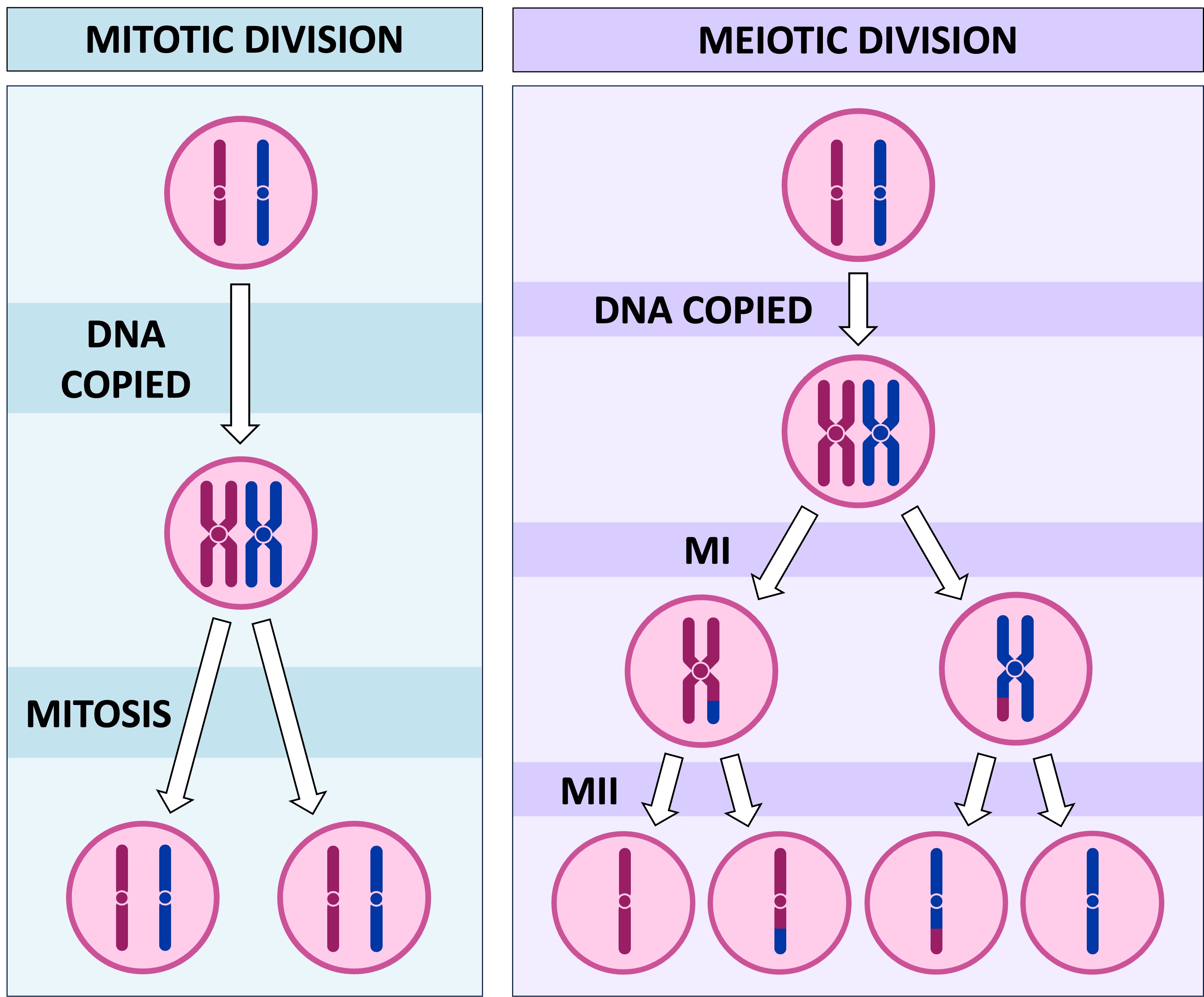 Meiosis goes through mitosis twice, results in 4 haploid gametes. Mitosis results in only two diploid cells.