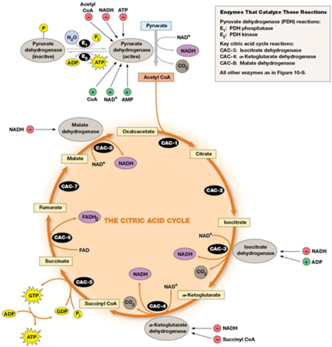 <p>- Allosterische stimulatie door ADP</p><p>- inhibitie door NADH</p><p>- inhibitie door succinyl CoA, ATP, NADH</p><p>cfr figuur</p>