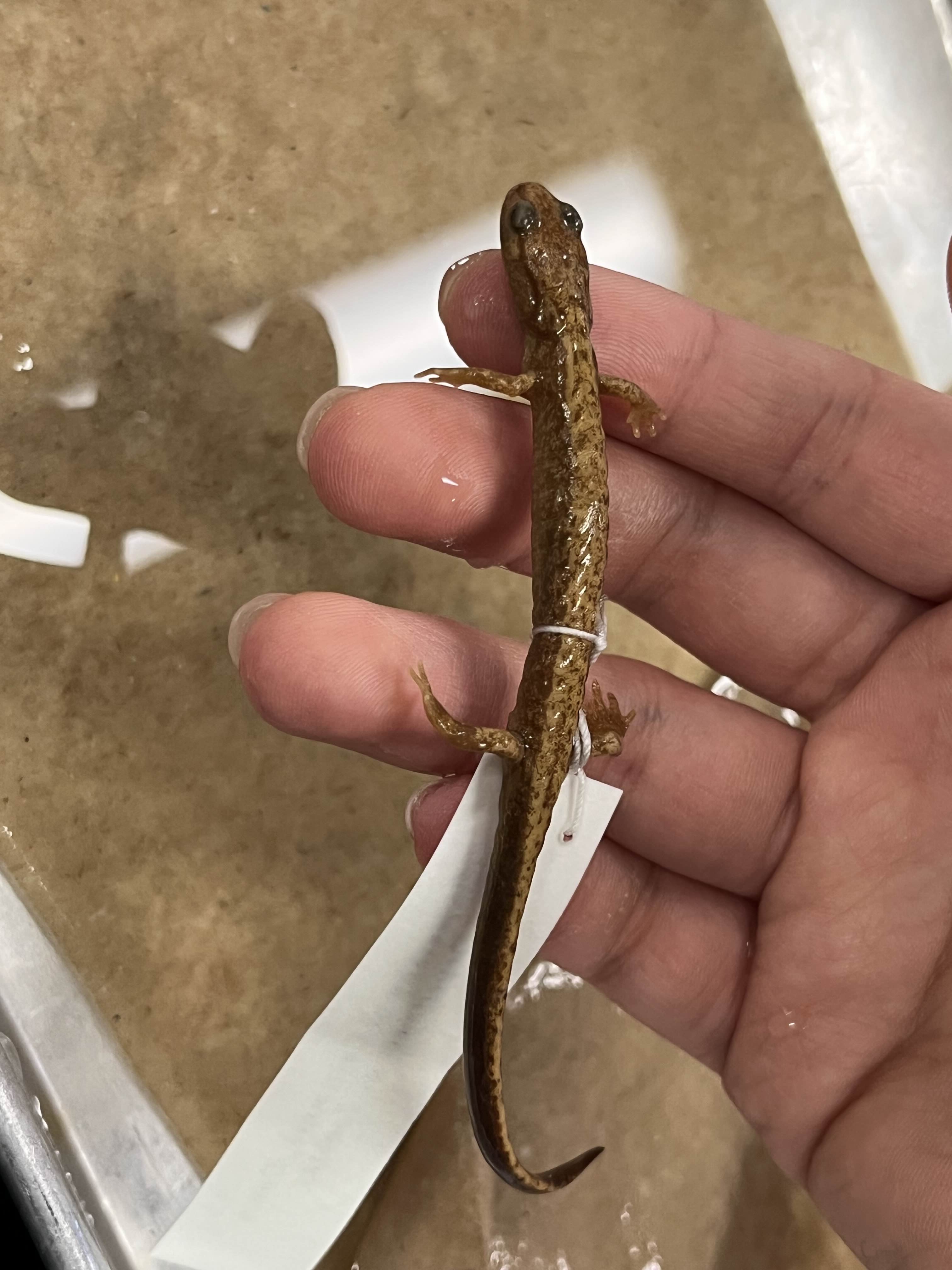 <p>Family and Genus + Species?</p><ul><li><p>Tip of NW Cali Coast</p></li><li><p><strong>15 coastal groove</strong></p></li><li><p>5 hind toes</p></li><li><p>lack labial grooves</p></li></ul><p></p>